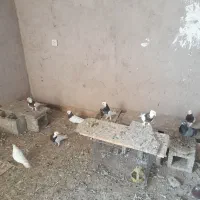 پنج عددطوقی نره ماده