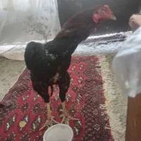 خروس لاری|حیوانات مزرعه|رشت, دیانتی|دیوار