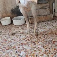 جوجه لاری|حیوانات مزرعه|اهواز, منبع اب|دیوار