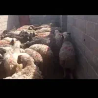 میش|حیوانات مزرعه|شیراز, رحمت‌آباد|دیوار