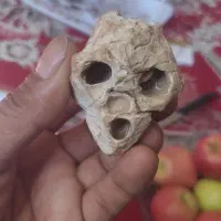 جمجمه استخوانی آدم کوتوله یافضایی چند هزارسال قد|کلکسیون اشیاء عتیقه|فسا, |دیوار