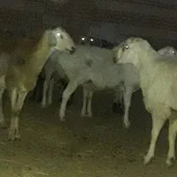 گوسفند فروشی