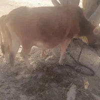 یک راس گاو با گوساله