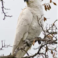 آرا ، کاکادو ،ماکائو|پرنده|تهران, چیتگر جنوبی|دیوار