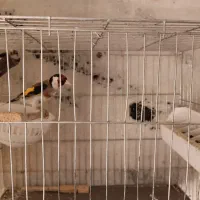 سهره جفتی سرسیا