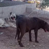 سگ سرابی|سگ|هیر, |دیوار