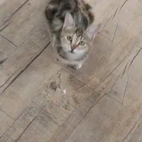 شیطون و خوشگل