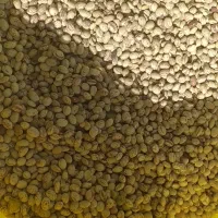 لوبیا چیتی بذر کوشا مناسب کاشت