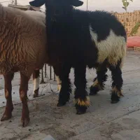 دو تا بره غوچی