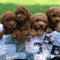 توله پودل / سگ پودل / سایز کوچیک