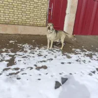 واگذاری ماده پژدر