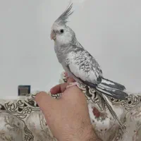 عروس هلندی ایزابلا|پرنده|شهریار, شهرک بهاران (ویره)|دیوار