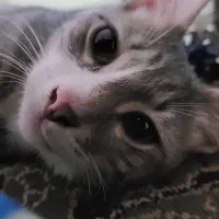 گربه نر سه ماهه|گربه|رشت, نظری|دیوار