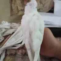 عروس هلندی لوتینو آلبینو|پرنده|تربتحیدریه, یحیی آباد|دیوار