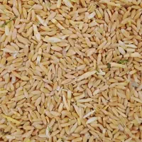 گندم دیم|عمدهفروشی|مشهد, مهدی آباد|دیوار