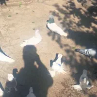 باشی موشی باشی گوی|پرنده|مرند, |دیوار