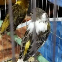 قناری|پرنده|ملکان, |دیوار