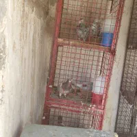 قفس جفتی