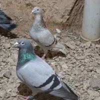 پلاکی نرماده نرپرینت دار مربی قفل کرده کاشمر