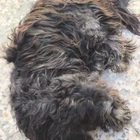 5000000|سگ|بندر ماهشهر, |دیوار