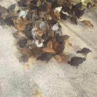 جوجه محلی گلپایگان|حیوانات مزرعه|خلیل آباد, |دیوار