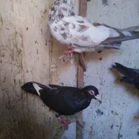 کفترشهرستانی|پرنده|مشهد, عبادی|دیوار