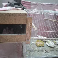 یک جفت عروس هلندی با جوجه