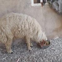 بره|حیوانات مزرعه|اهواز, اسماعیلیه|دیوار