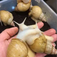 حلزون آلبینو|خزنده|سنندج, |دیوار