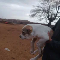 توله ماده|سگ|نیشابور, مازول|دیوار