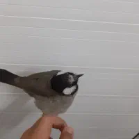 یک عدد قناری در ملاثانی|پرنده|باوی, |دیوار