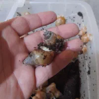 حلزون اتاچینا و خاویار حلزون