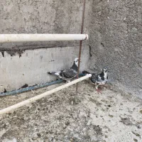 کبوتر هلمت امریکایی طوقی مسافتی|پرنده|هشتگرد, فاز ۳ مهستان|دیوار