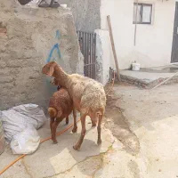 گوسفند بره دار با بره ماده