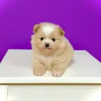 سگ‌پامرانین خرسی نر ۳ماهه مینیاتوری جیبی|سگ|تهران, نازی‌آباد|دیوار