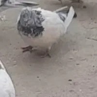 کبوتر|حیوانات|ایلام, |دیوار