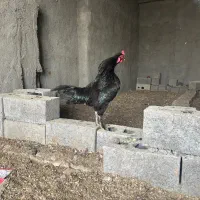 خروس محلی سیاه