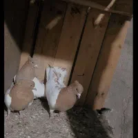 کبوتر زینتی