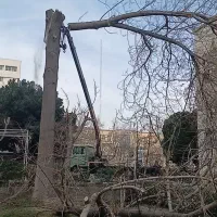 خرید فروش انواع چوب کاج چنار توت.. قطع درخت هرس|خدمات باغبانی و درختکاری|مشهد, عبادی|دیوار