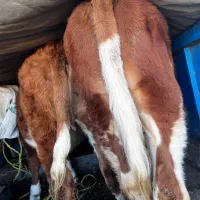 دو راس گوساله