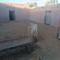 یک عدد نر بز سانن شیشک تازه دندان عوض کرده|حیوانات مزرعه|مشهد, توس (بلوار توس)|دیوار