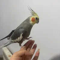 عروس هلندی کاملا دستی|پرنده|کرمان, |دیوار