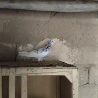 کبوتر کبوتر|پرنده|شاهین دژ, |دیوار