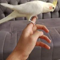 عروس هلندی دستی|پرنده|مشهد, نیزه|دیوار