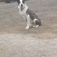 سگ نگهبان
