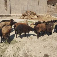 میش بره دار