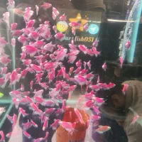 فروش ویژه آذر ماه آغازشد کالر + گلوفیش+ماهی رنگی|ماهی|مشهد, فاطمیه|دیوار