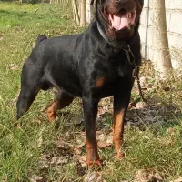 واگذاری یک عدد روت وایلر نر،15ماهه