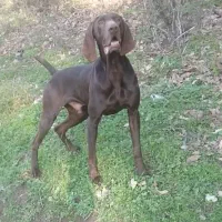 سگ شکاری جهت کشش