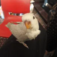 سلام سه عدد طوطی برزیلی(کوتوله)فول رام و دستی